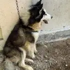 كلب هاسكي ذكر