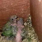 فروخ روز للبيع