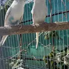 جوز طيور حب