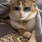 قط ذكر سكوتش للبيع