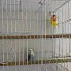 زوج روز منتج