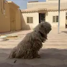 كلب مالتيز للبيع