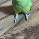دره هنديه اليفه جدا