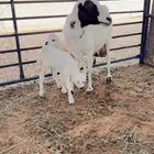 رفيديه رباع معها رخلين
