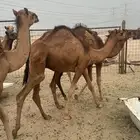 قعدان طيبه للبيع