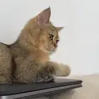 قط سكوتش للبيع