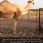 بعير منتج