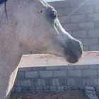 مهر واهو للييع مستعجل