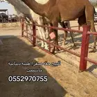 للبيع صفرا حقه دبيانيه