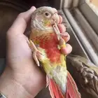 كنيور اناناس اليف