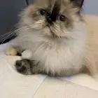 قطه للتبني بيكي فيس هملايا