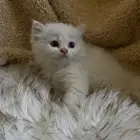 قطط للبيع