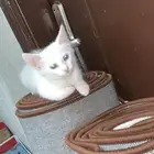 قطه ل تبني نضيف ويحب يلعب ونضيف مرا