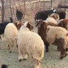 طليان للبيع