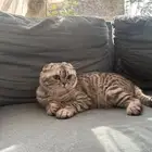 ذكر سكوتش فولد للتزاوج مجاني