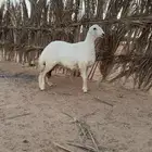رخال صنف ومعرفات