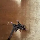 سنجاب طائر او Sugar Glider
