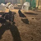 وز عراقي فاخر بيور وديك رومي أبيض بيور النعام