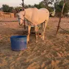 فرس زرقاء للبيع