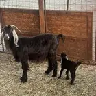 عنز والد تحتها جفره