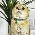 سكوتش دبل فولد للتزاوج ny11