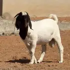 تيوس بورقوت ثلاثة -المزاحمية-