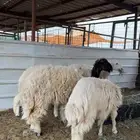 رخال حري