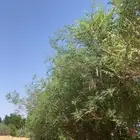 مورنقا