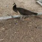 انثى الطاؤس للبيع