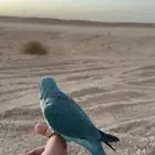 فرخ كويكر