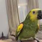 بلوفرنتد جاكو سوبر جامبو