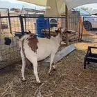 معزا دفيع العدد 2   خلفة حرية تحتها رخل