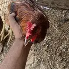 ديوك للبيع فيها ال ( تاج )