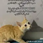 قطه انثى للتبني