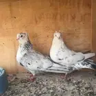 قنادي