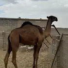 للبيع قعود