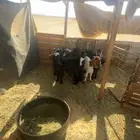 تيوس للبيع