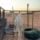 ناقه عشرا كفو قعود طيب