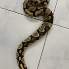 يول بايثون