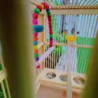 قفص طيور خشب