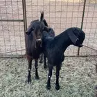 للبيع معزاء شاميات