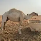 للبيع ضريبه سليمه شرط