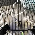 زوج روز اليف