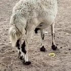 طلي فحل