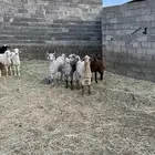 تيوس جبرة