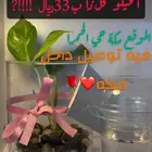 اسماك فايتر هدايا باقل الأسعار