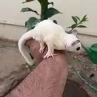 سنجاب طائر اليف