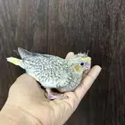 للبيع فرخ كروان فراشه (( تم البيع ))