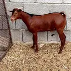 تيس محايلي