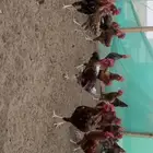 ديوك بلدي الموقع جده عسفان